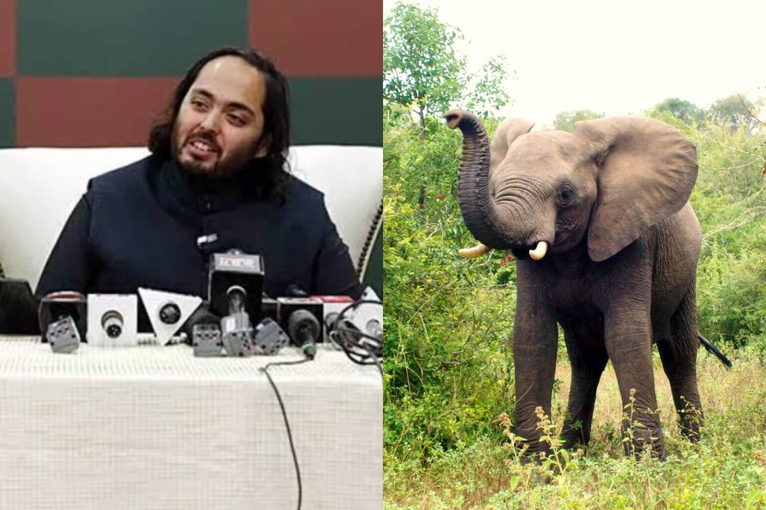 What is Vantara? Anant Ambani’s Revolutionary Project for Animal What is Vantara Anant Ambani's Revolutionary Project for Animal